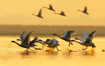 《鄱阳湖‘候鸟天堂，中国第二长城’》摄影展