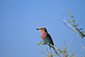 艾托沙国家公园的鸟类