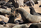 十字角海豹保护区